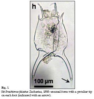 Brachionus falcatus