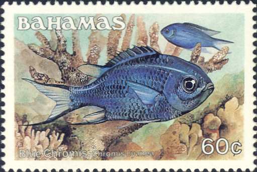 Chromis cyanea Chromis cyanea