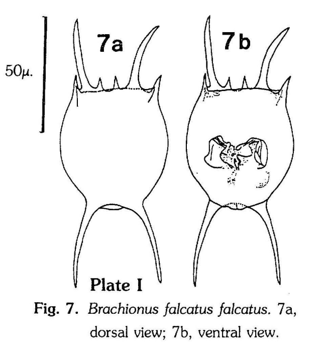 Brachionus falcatus