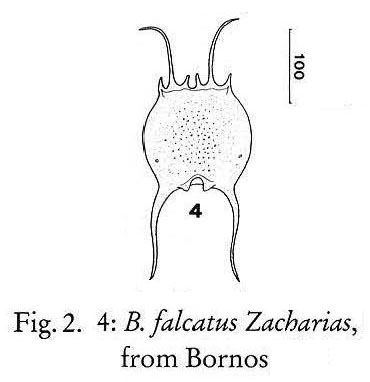 Brachionus falcatus