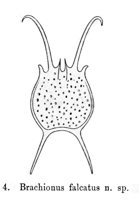 Brachionus falcatus - Original description image