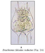 Brachionus falcatus reductus