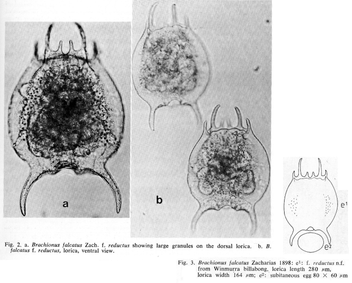 Brachionus falcatus reductus - Original description image
