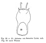 Brachionus falcatus var. hamatus - Original description image