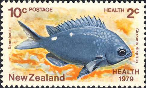 Chromis dispilus Chromis dispilus