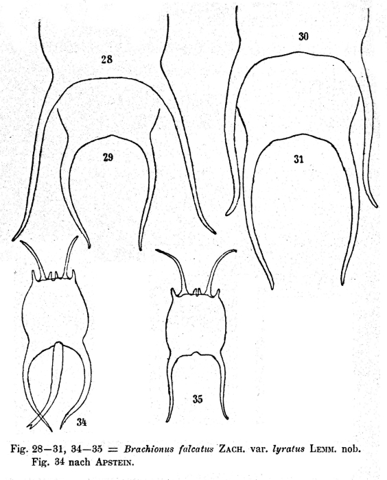 Brachionus falcatus var. lyratus - Original description image