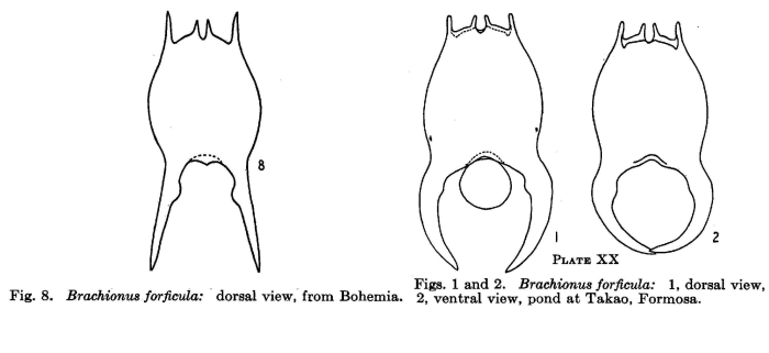 Brachionus forficula