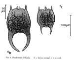 Brachionus forficula