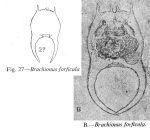 Brachionus forficula