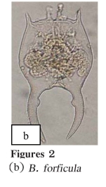 Brachionus forficula