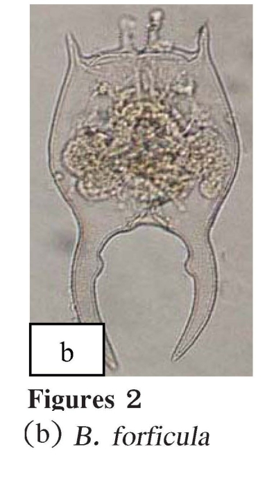 Brachionus forficula