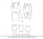 Brachionus forficula