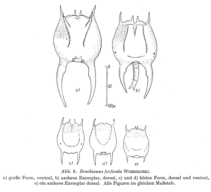Brachionus forficula