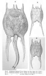 Brachionus forficula