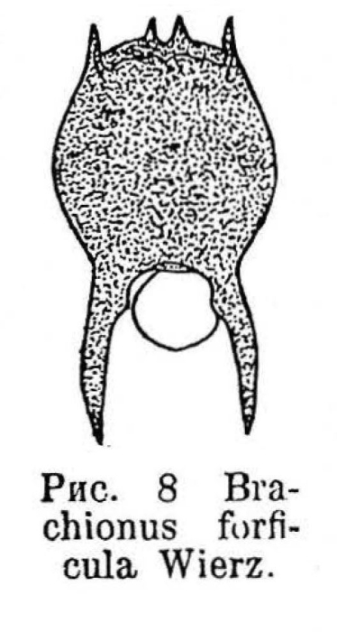 Brachionus forficula