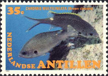 Chromis multilineata