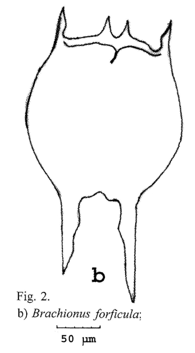 Brachionus forficula