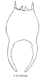 Brachionus forficula
