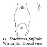 Brachionus forficula