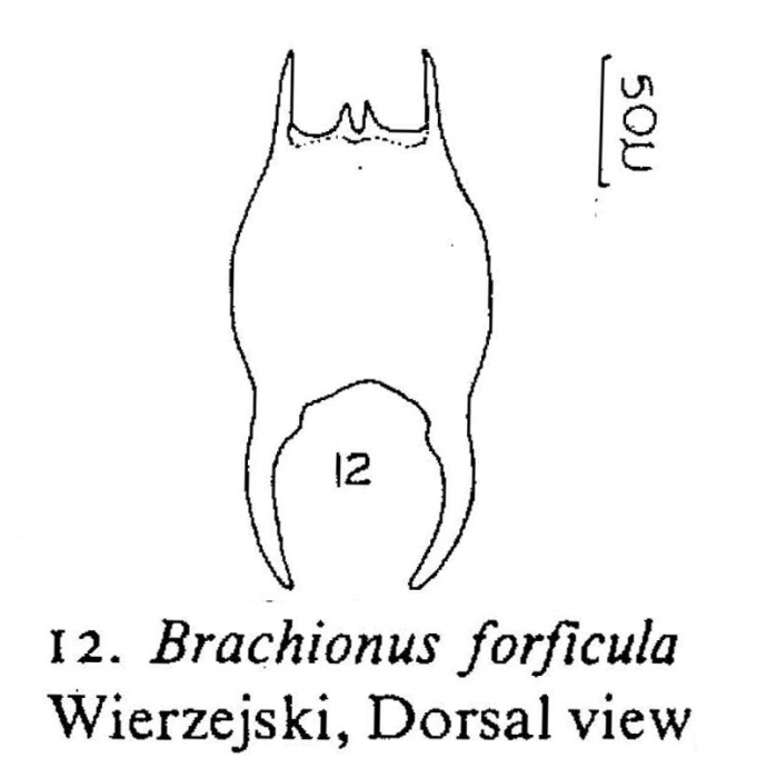 Brachionus forficula