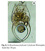 Brachionus forficula