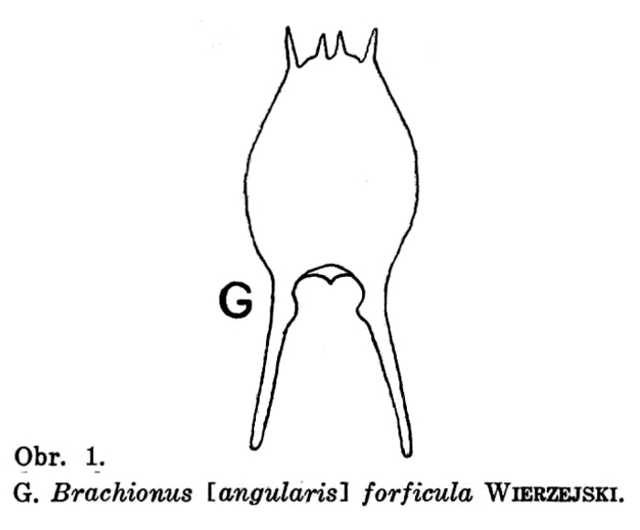 Brachionus forficula