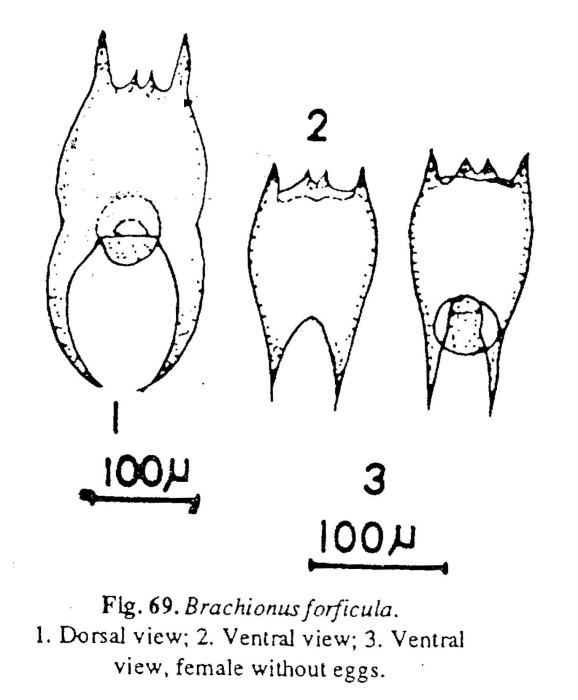 Brachionus forficula