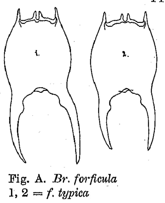 Brachionus forficula