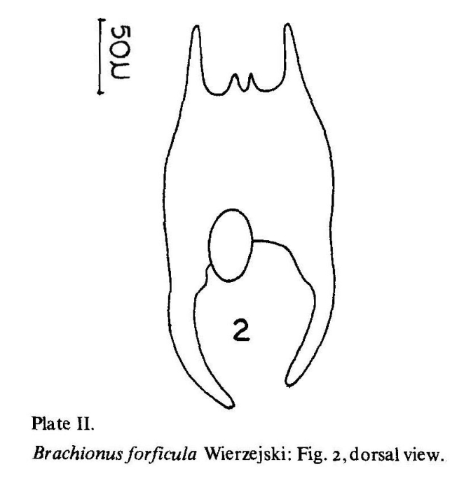 Brachionus forficula