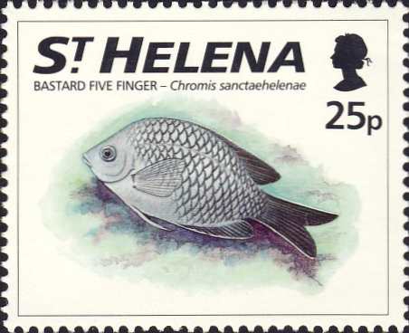 Chromis sanctaehelenae Chromis sanctaehelenae