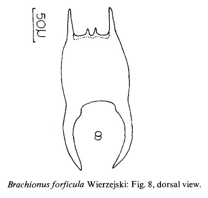 Brachionus forficula