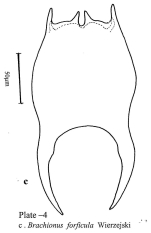 Brachionus forficula