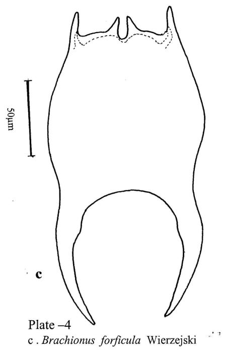 Brachionus forficula