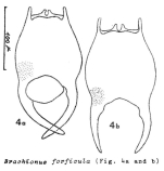 Brachionus forficula