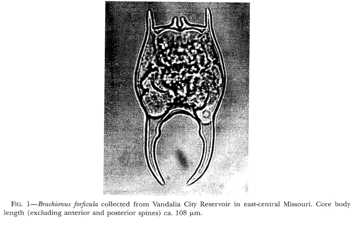 Brachionus forficula