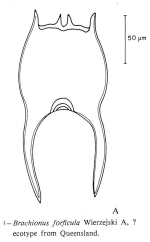 Brachionus forficula