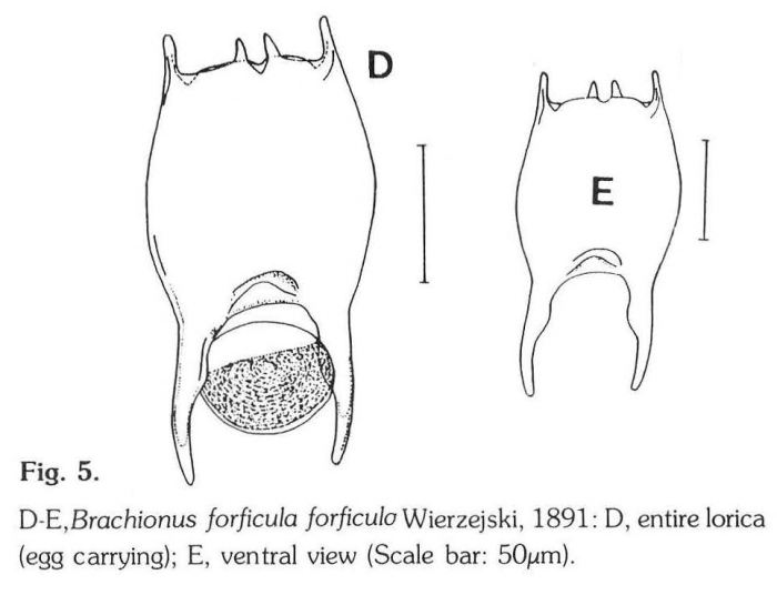 Brachionus forficula