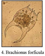 Brachionus forficula