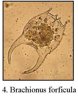 Brachionus forficula
