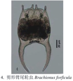 Brachionus forficula