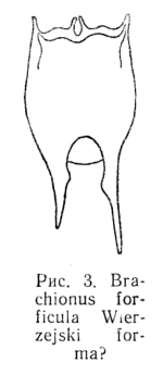 Brachionus forficula