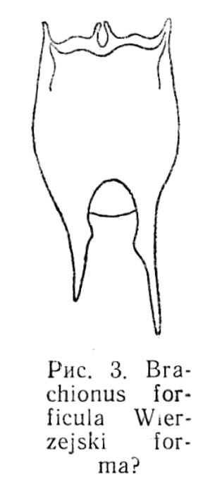 Brachionus forficula