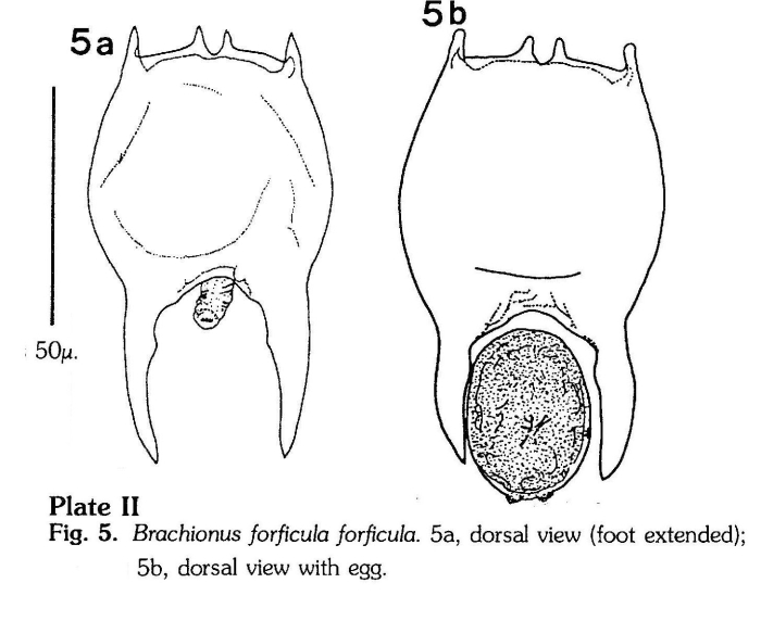 Brachionus forficula
