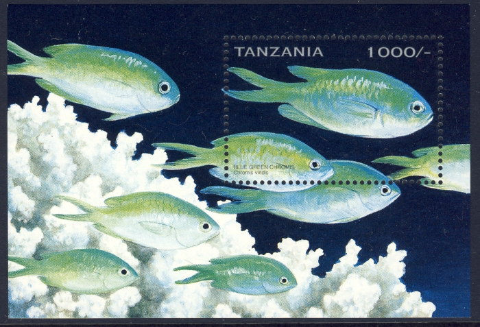Chromis viridis Chromis viridis