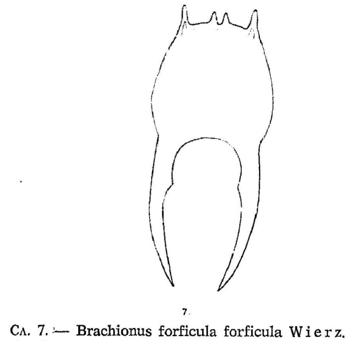 Brachionus forficula