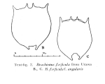 Brachionus forficula f. angularis - Original description image