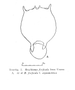 Brachionus forficula f. asymmetrica - Original description image