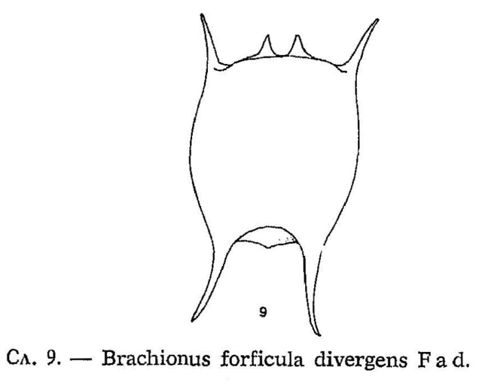 Brachionus forficula f. divergens