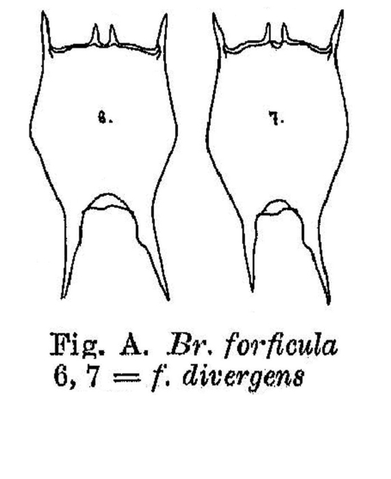 Brachionus forficula f. divergens - Original description image