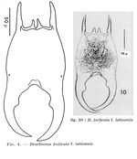 Brachionus forficula f. laticornis - Original description image